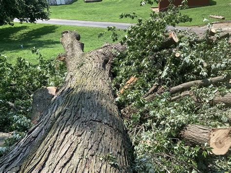tree removal kansas city mo.